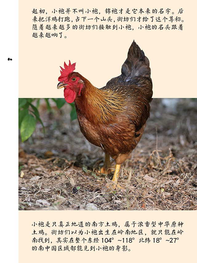 【老沈的鸡】“鸡票”兑换 【老沈的鸡】“鸡票”兑换