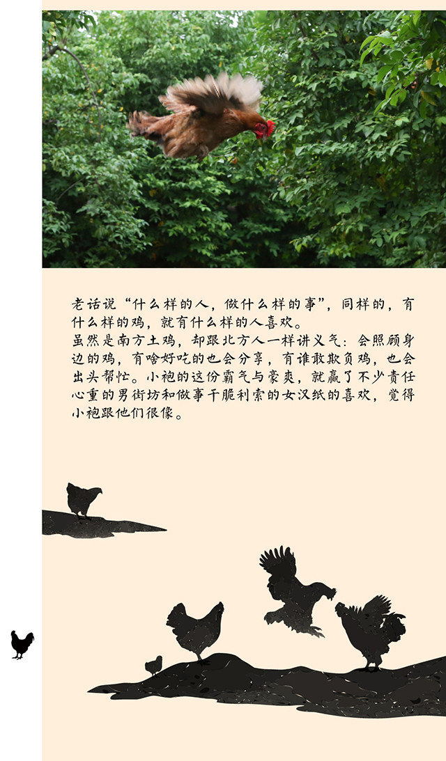 【老沈的鸡】“鸡票”兑换 【老沈的鸡】“鸡票”兑换