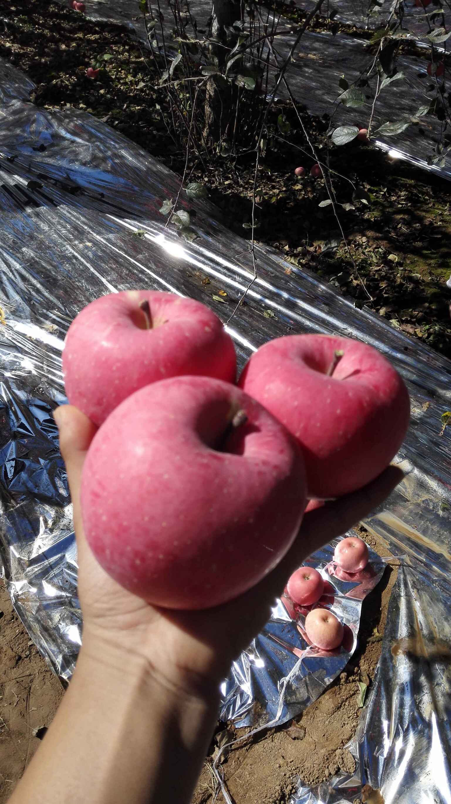 【包邮】宜君苹果!