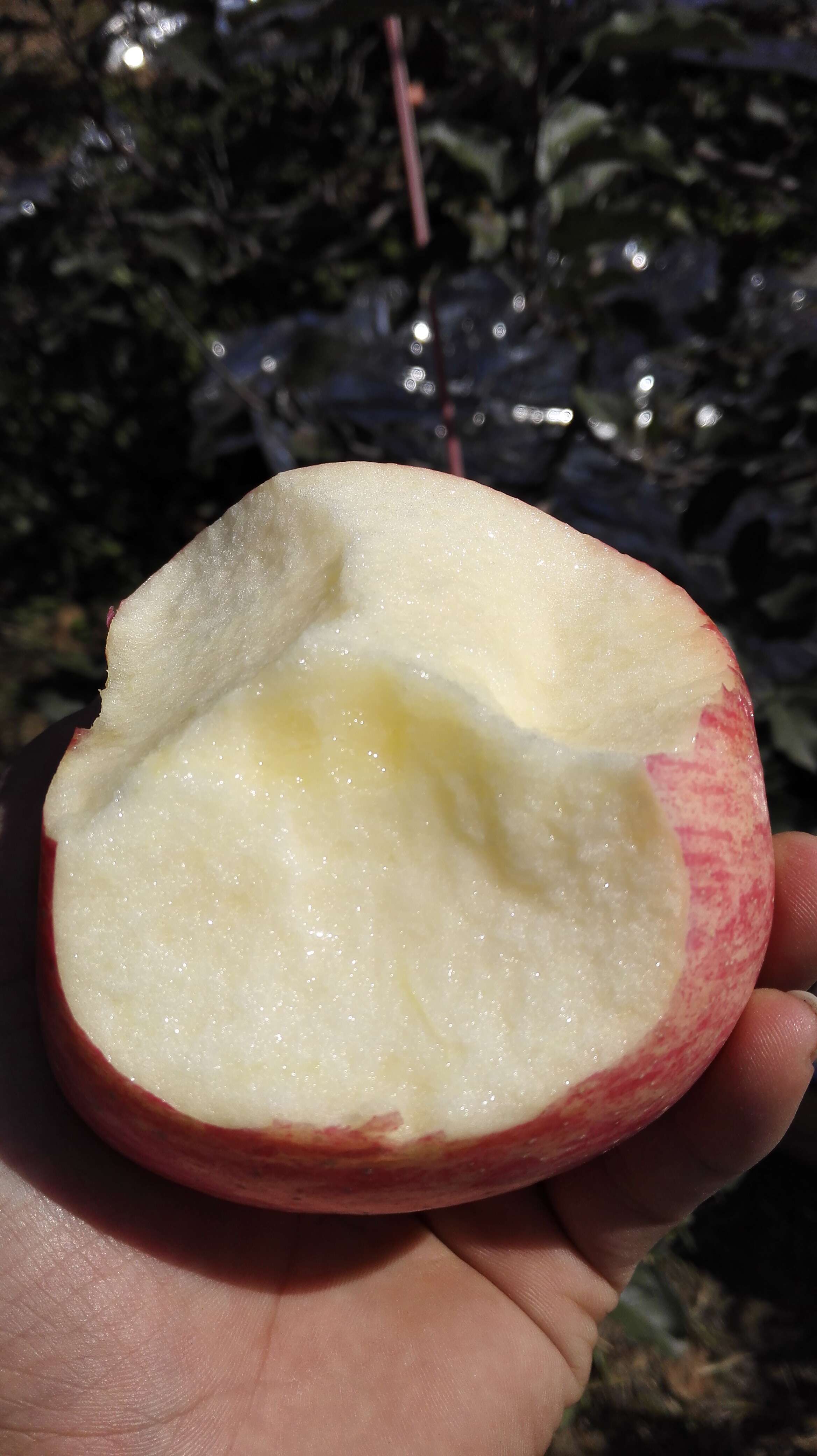 【包邮】宜君苹果!