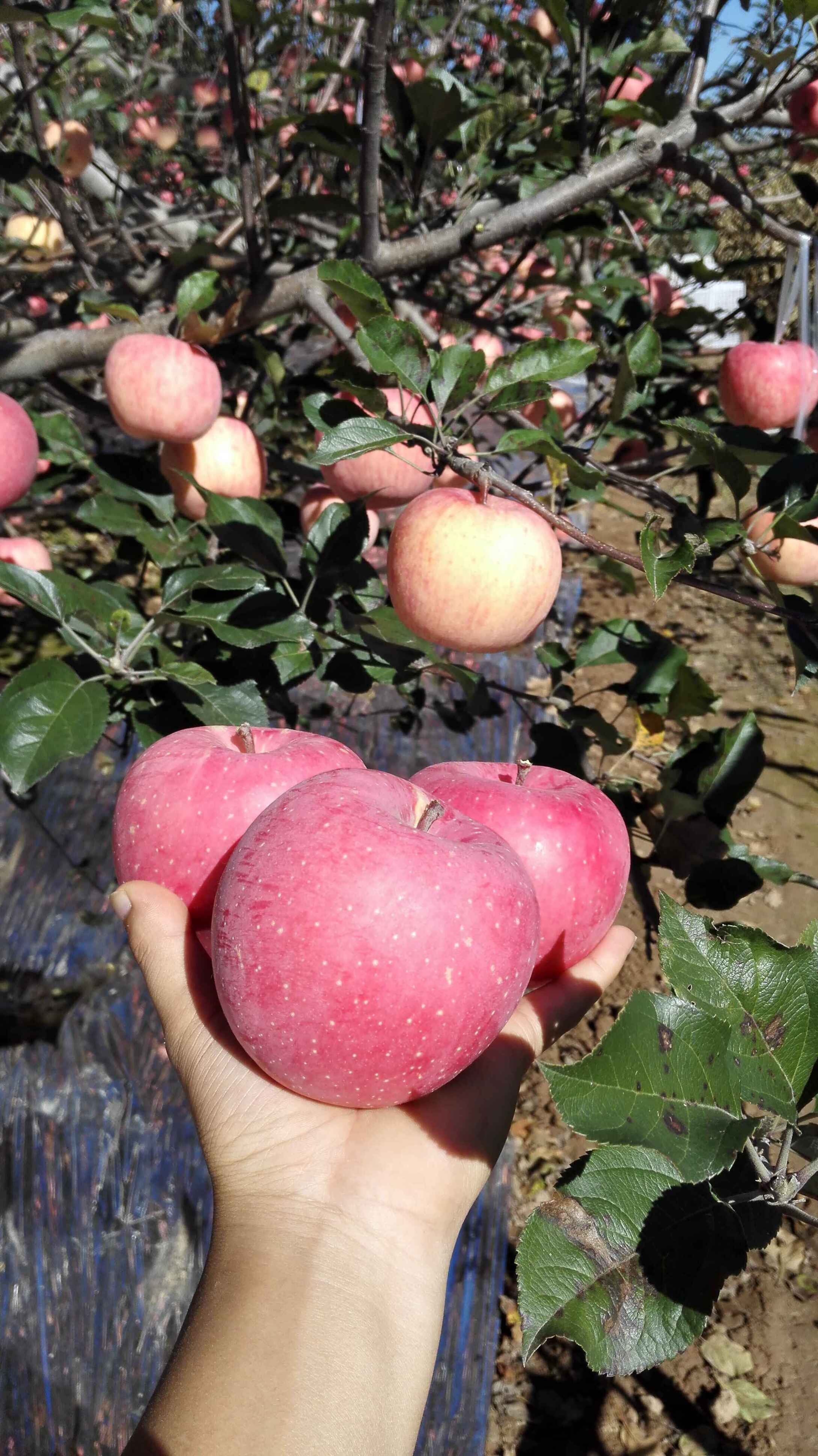 【包邮】宜君苹果!