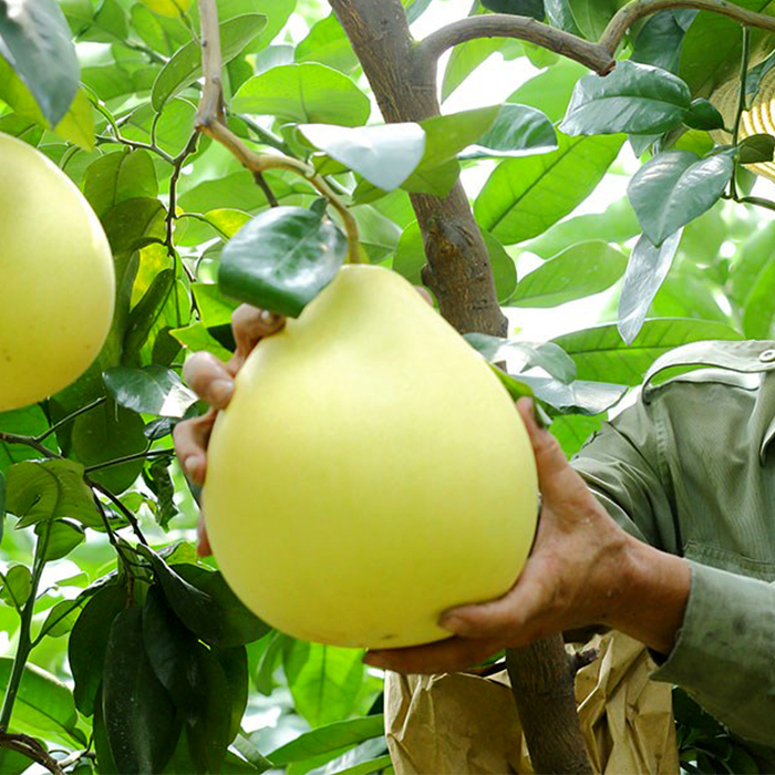 【浓鲜时光】鲜柚 味美多汁60元/2只/1.5kg 沈阳精品水果