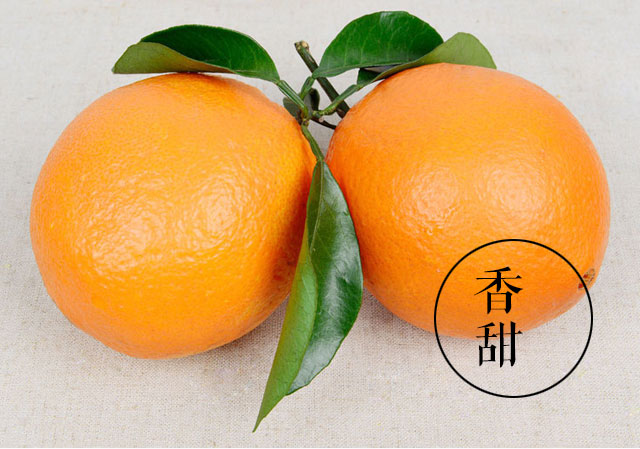 三峡秭归纽荷尔圆红脐橙5斤装